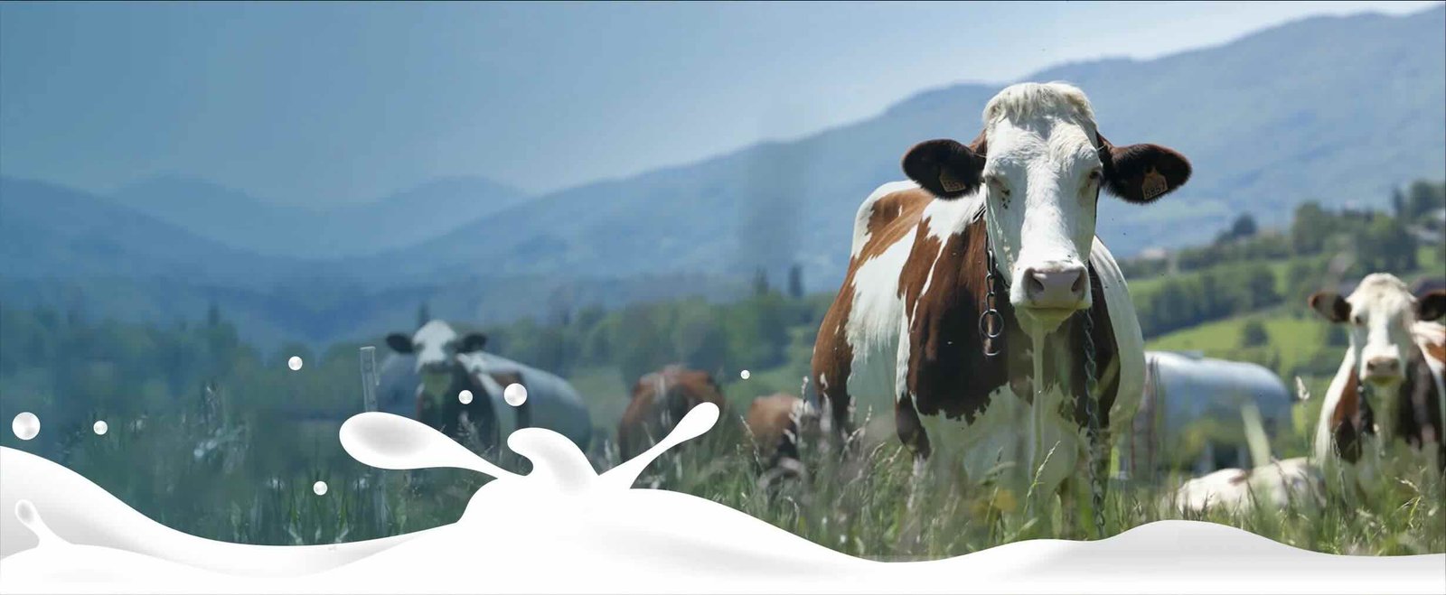 SAFA Milk Farm